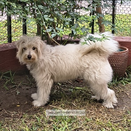 Foto de perro perdido en San Isidro