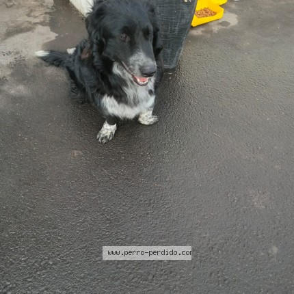 Foto 1/1 Perro encontrado Encontrado en Santiago