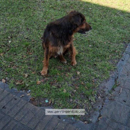 Foto 1/1 Chavo Perro perdido en Wilde