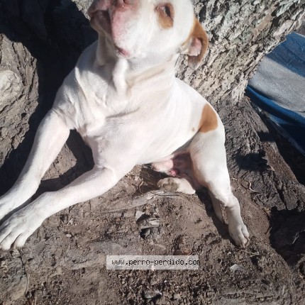 Foto de perro perdido en Tupungato