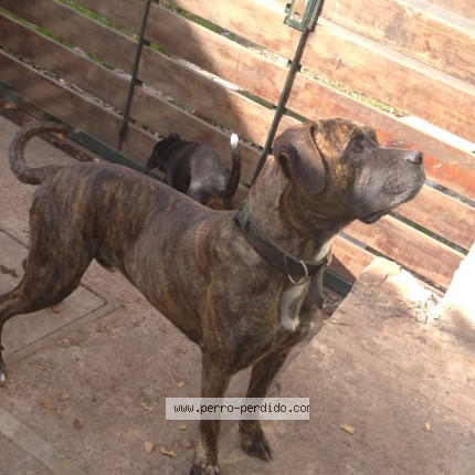 Foto 1/1 Lenin Perro perdido en Montevideo