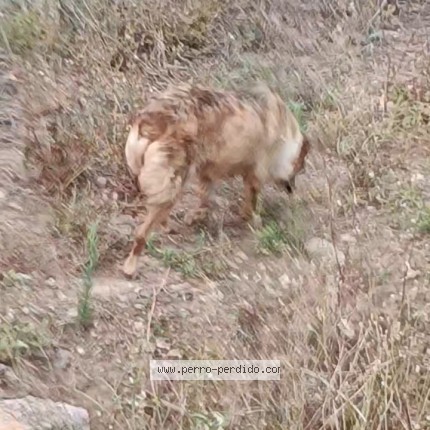 Foto 1/1 Perro encontrado Encontrado en Valencia