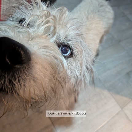 Foto 1/1 Perro encontrado Encontrado en Puebla