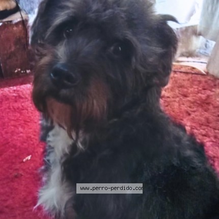 Foto 1/1 Benji Perro perdido en Ciudad De Mexico