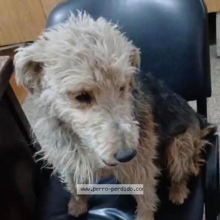 Foto 2/2 Perro encontrado Encontrado en Rosario