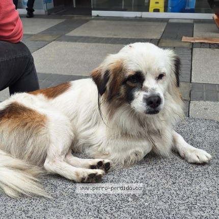 Foto 1/1 Perro encontrado Encontrado en Chorrillos