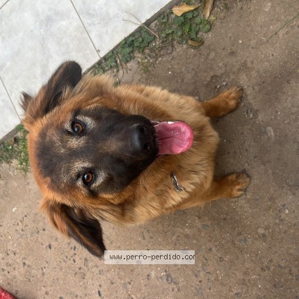 Foto 1/1 Perro encontrado Encontrado en La Cruz