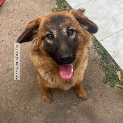 Foto 1/1 Perro encontrado Encontrado en La Cruz