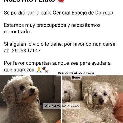 Foto 1/1 Bono Perro perdido en Dorrego