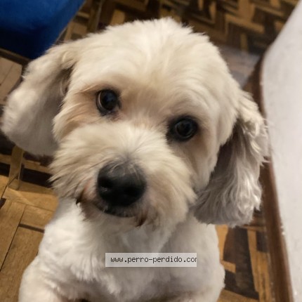 Foto 1/1 Perro encontrado Encontrado en Lima