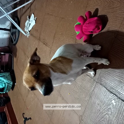 Foto 1/1 Bonnie Perro perdido en Puente Alto