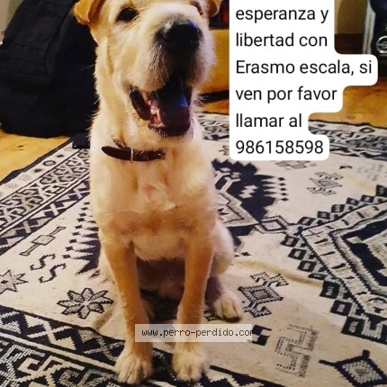 Foto 1/1 rocky Perro perdido en Santiago