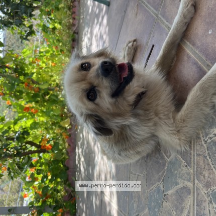 Foto 1/1 Lusy Perro perdido en Velez Malaga