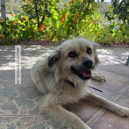 Foto 1/1 Lusy Perro perdido en Velez Malaga