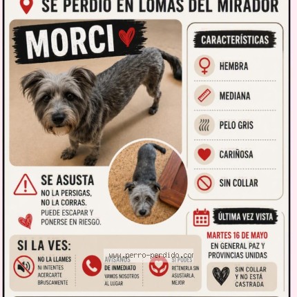 Foto de perro perdido en La Matanza Lomas Del Mirador