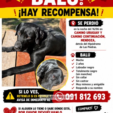 Foto 1/1 balú Perro perdido en Las Piedras
