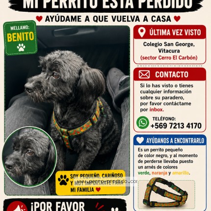 Foto 1/1 benito Perro perdido en Santiago