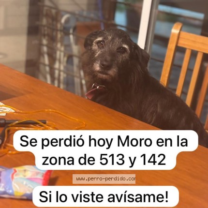 Foto de perro perdido en La Plata