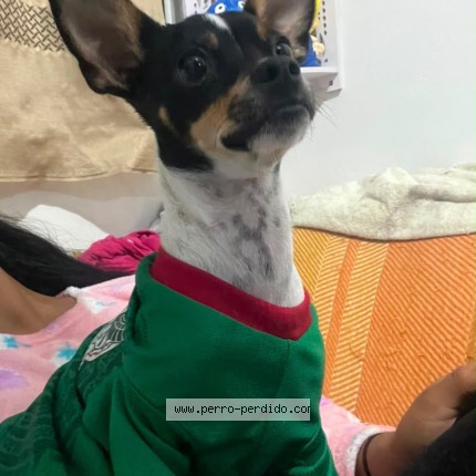 Foto 1/1 luky Perro perdido en Cdmx
