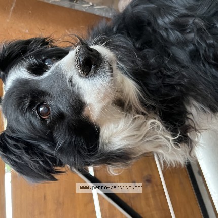 Foto 1/1 Perro encontrado Encontrado en Santiago