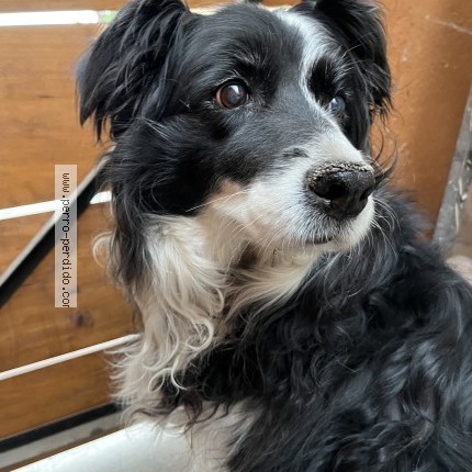 Foto 1/1 Perro encontrado Encontrado en Santiago