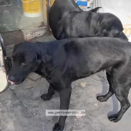Foto 1/1 Perro encontrado Encontrado en Ituzaingo