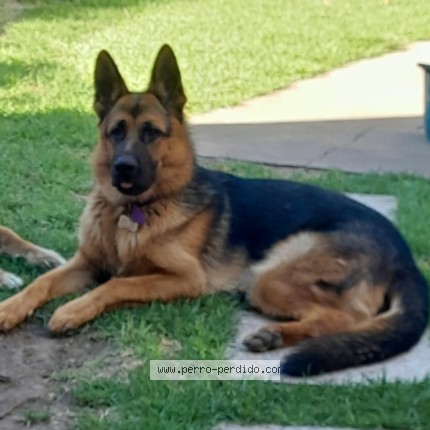 Foto de perro perdido en La Plata