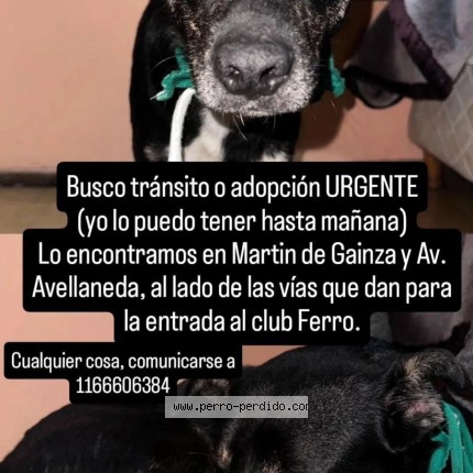 Foto 1/1 Perro encontrado Encontrado en Caba
