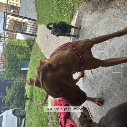 Foto 1/1 Perro encontrado Encontrado en Escazu