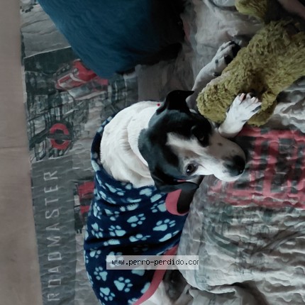 Foto 1/1 Gary Perro perdido en Santiago