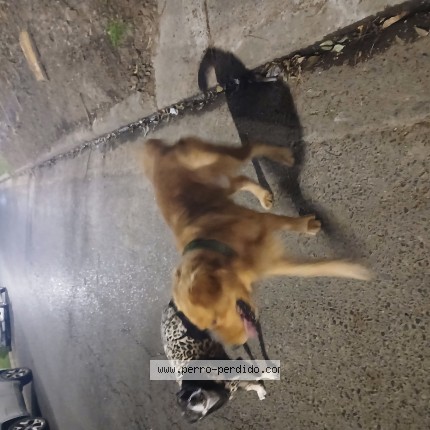 Foto 1/1 Perro encontrado Encontrado en Parana