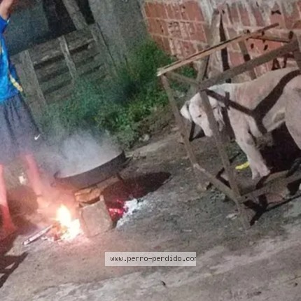 Foto de perro perdido en Mar Del Plata