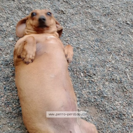 Foto 1/1 Dina Perro perdido en Rawson Playa Union