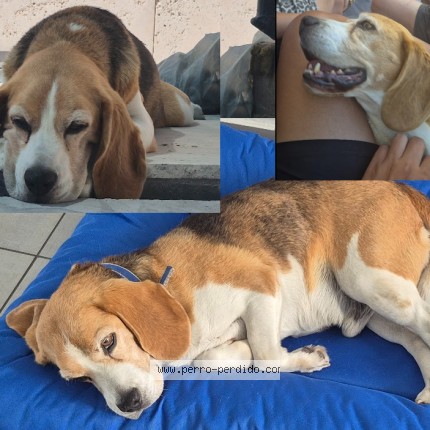 Foto 1/1 Perro encontrado Perdido en Banfield Este