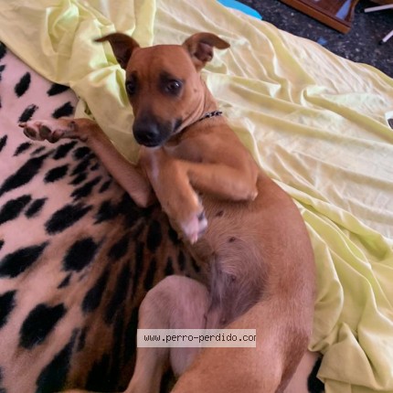 Foto 1/1 Bea Perro perdido en Telde