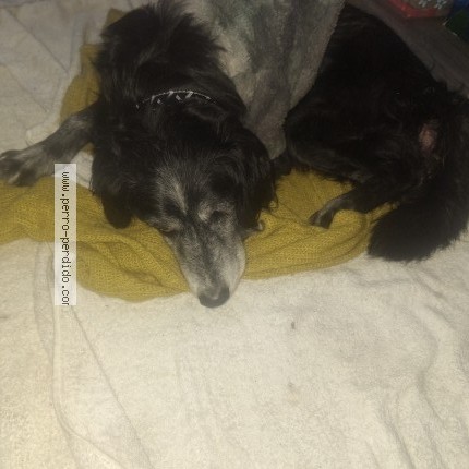 Foto 1/1 Perro encontrado Encontrado en Santiago
