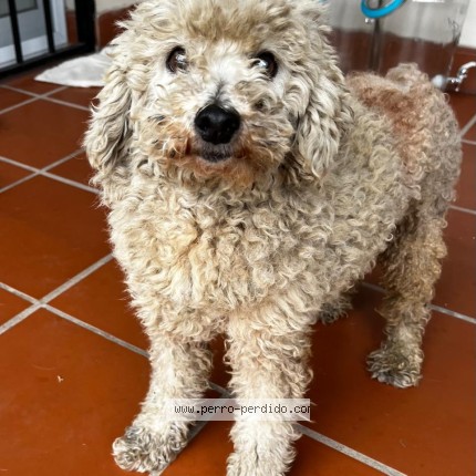 Foto 1/1 Perro encontrado Encontrado en San Isidro