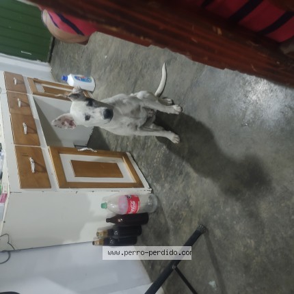 Foto 1/1 Perro encontrado Perdido en Chimalhuacan