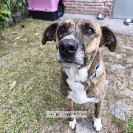 Foto 1/1 Perro encontrado Encontrado en Maldonado