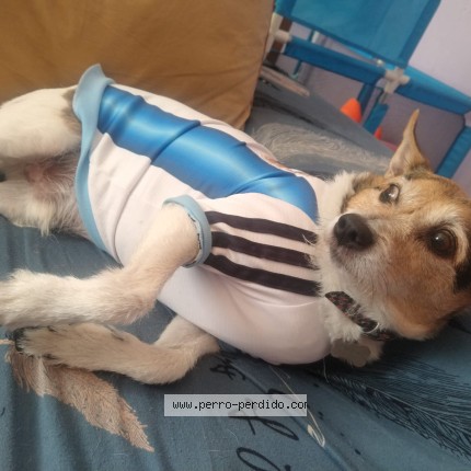 Foto 1/1 pancho Perro perdido en Ciudad De Mexico