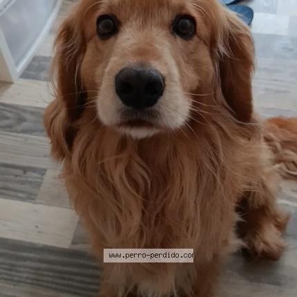 Foto 1/1 Oso Perro perdido en Coquimbo