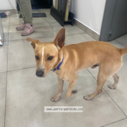 Foto 1/1 Perro encontrado Encontrado en Cordoba