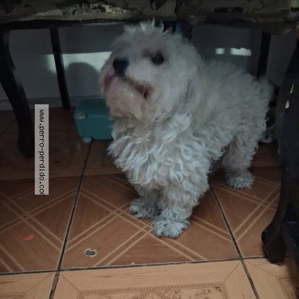 Foto 1/1 blanca Perro perdido en Lo Espejo