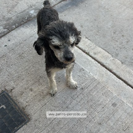 Foto 1/1 Zeus Perro perdido en Presidente Sarmiento