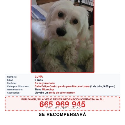 Foto 1/1 Luna Perro perdido en Usera Madrid