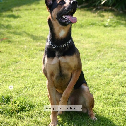 Foto 1/1 Exequiel Salazar Perro perdido en Yerba Buena