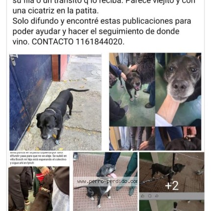 Foto 1/1 Perro encontrado Encontrado en Pilar
