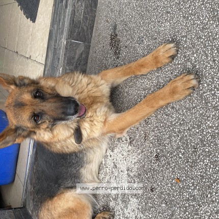 Foto de perro encontrado en Puebla