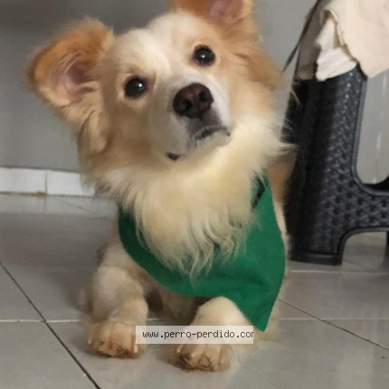 Foto 1/1 George Perro perdido en Panama