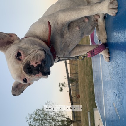 Foto de perro perdido en Uruguay